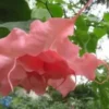 10 Ahavah Angel Trumpet Seeds for Planting Flowers Seed Brugmansia Datura