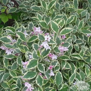 1 Variegate Weigelia 4 Inch Pot, 6-12 Inch Height, Cream Edged Leaves, Red/Pink Blooms