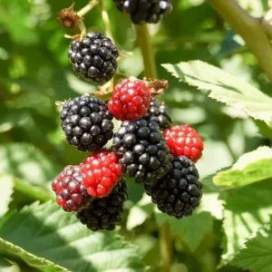 1 Apache BlackBerry Plant Thornless Rubus Fruit Starter Bare Root 24-36in