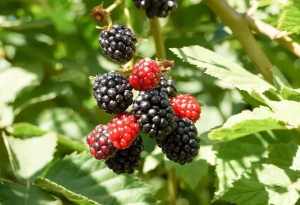 1 Apache BlackBerry Plant Thornless Rubus Fruit Starter Bare Root 24-36in