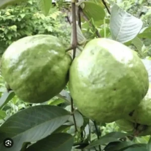 1 Guava Fruit Tree Planting 7-10” Tall | Exotic Tropical Fruit Tree
