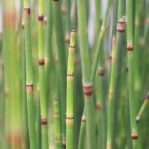 1 Horsetail Grass 4 Inch In Pot - Equisetum Hyemale - Vertical Accent Plant