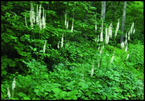 10 Black Cohosh Roots Actaea Racemosa Organic Snakeroot Wildflower