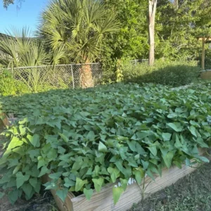 10 Okinawa Sweet Potato Slips | White & Purple Sweet Potato Plants