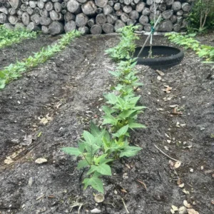 10 Purple & White Japanese Yam Sweet Potato Slips Rooted | Organic Khoai Lang Nhật