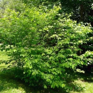 2 Spicebush Bare-root (Lindera Benzoin) – Deciduous Shrub, 6-12 Inch Tall, Yellow Fall Color