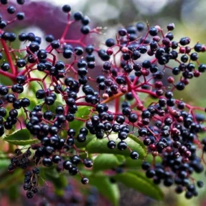 25 Sambucus Canadensis Elderberry Bare-root 6-12 Inch Tall - Native Shrub