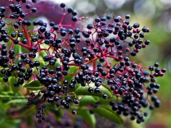 25 Sambucus Canadensis Elderberry Bare-root 6-12 Inch Tall - Native Shrub