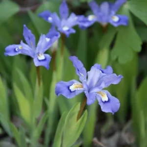 3 Crested Dwarf Iris Plants Bareroot | Organic Cristatas Wildflower