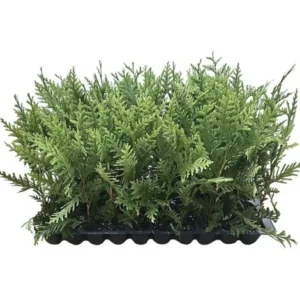 3 Green Giant Arborvitae Thuja Plicata Evergreen Privacy Tree Shrub