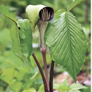 3 Jack-In-The-Pulpit Bulbs Organic Wildflower Arisaema triphyllum Native Plant