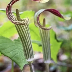 3 Jack-In-The-Pulpit Bulbs Organic Wildflower Arisaema triphyllum Native Plant
