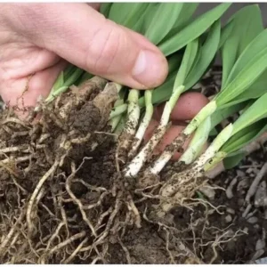3 Ramps Wild Leeks Organically Grown Bulbs for Planting | Allium Bare Root | Ideal for Outdoor Gardens