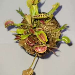 3 Small Giant Venus Flytraps - Live Carnivorous Plants - 3in Pot