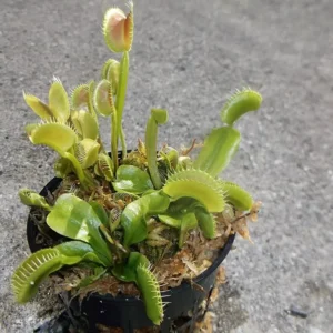 3 Small King Henry Venus Flytraps - Live Carnivorous Plants - Easy Care