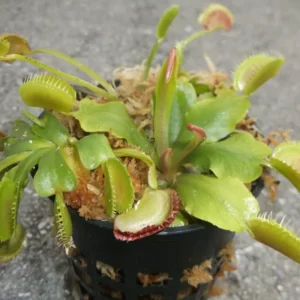 3 Small Venus Flytraps - Live Carnivorous Plants (Dionaea Muscipula) 3-Inch Pot