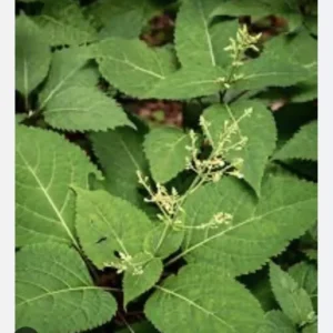 3 Stone Root Plant Roots Collinsonia Canadensis | Organic Wildflower Herb