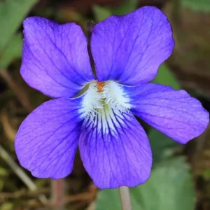 5 Blue Garden Violet Bare-root Rhizomes - Viola Papilionacea Wild Violets