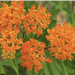 5 Butterfly Weed Plants Asclepias Tuberosa Monarch Perennial Bare Root