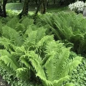 5 Ostrich Fern Bare Root Glade Fern Native Woodland Perennial Shade Garden