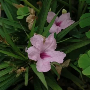 5 Pink Mexican Petunia Ruellia Brittoniana Perennial Well Rooted Plants, 3-5 Inches Tall, Tropical Flowering Shrubs