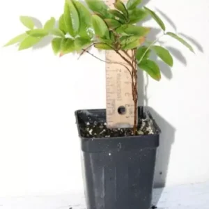 7" Red Jaboticaba Sabra Seedling Organic - Plinia Cauliflora Tree