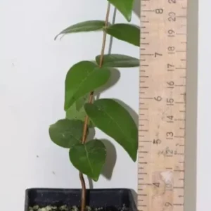 7" Regina Surinam Cherry Huge Fruit Organic Seedling Eugenia Uniflora
