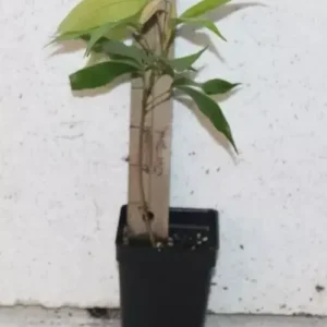 9" Emperor Lychee Seedling Organic Tree Litchi Chinensis 'Emperor'