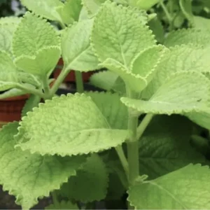 A Cup Cuban Oregano Mexican Organic Plant - 5-10 Inches Well Rooted