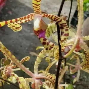 Aranchni Flos Orchid Cutting - 10" - Aranda Leopard - Aeris Vanda