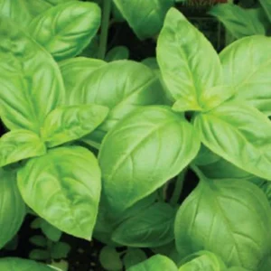 Basil Herb Plant - 12