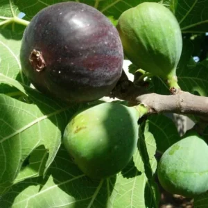 Black Mission Fig Tree - Fig Trees Live Plants - Live Fruiting Plant - Ficus Carica - 6-7 Inches