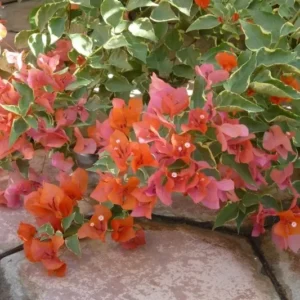 Bougainvillea 'Orange King' Flowering Plant 6" Orange-Pink Outdoor Shrub