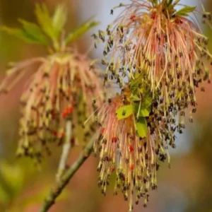 Boxelder Maple Tree Bare-root 12-18 Inch Tall - Acer Nugundo Landscaping Tree