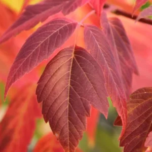 Boxelder Maple Tree Bare-root 12-18 Inch Tall - Acer Nugundo Landscaping Tree