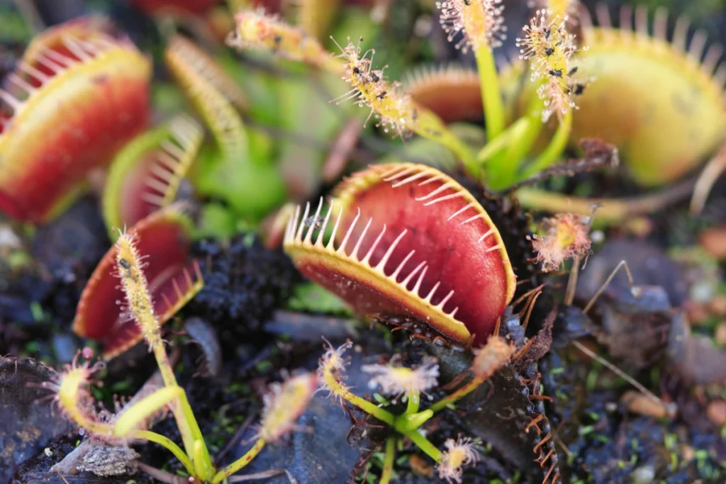 Carnivorous