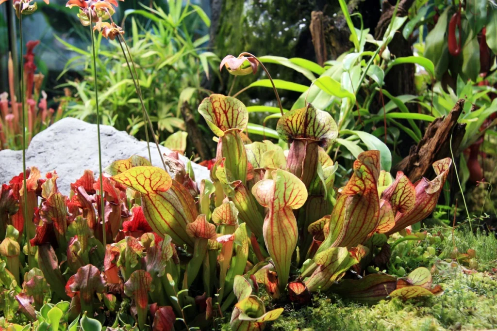 growing Carnivorous