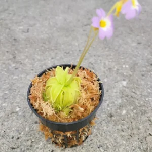 Carnivorous Primrose Butterwort Pinguicula Primuliflora - 3 Inch Pot