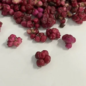 Coralberry Bush Seed - 5 Ft Tall, Vibrant Coral-Pink Berries, Wildlife-Friendly Shrub