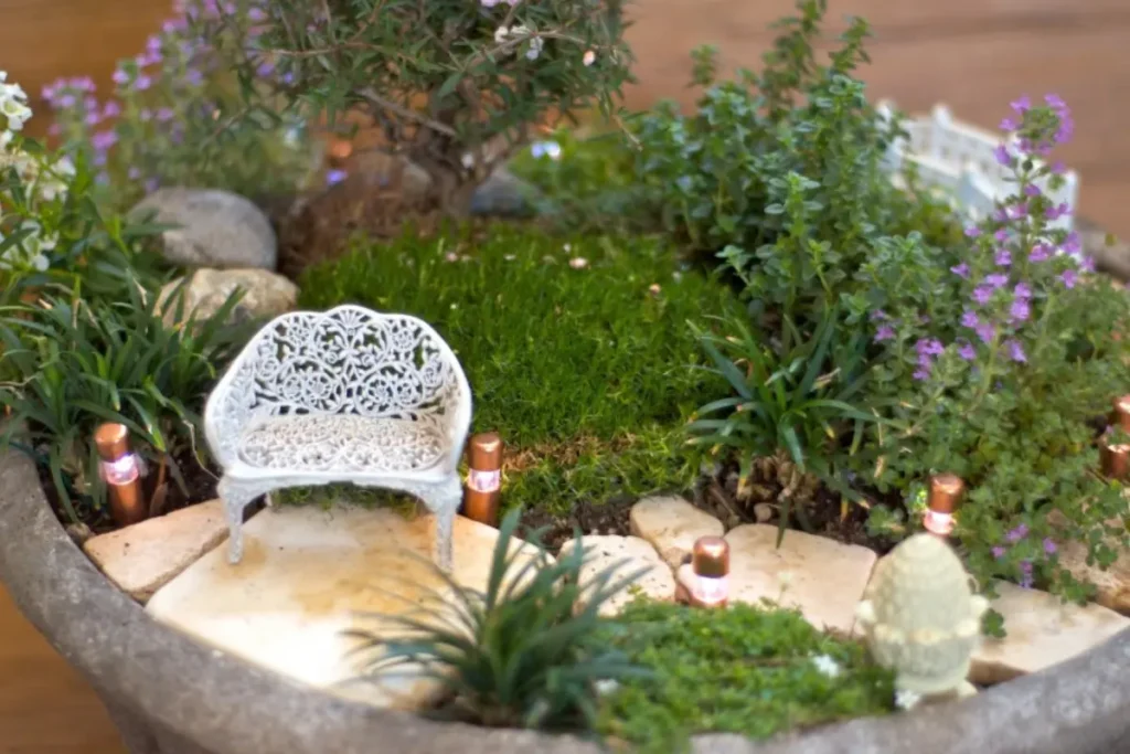 Creeping Thyme (Thymus serpyllum ‘Elfin’)