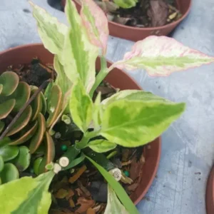 Devil's Backbone Variegated Euphorbia Tithymaloides, Zigzag Succulent, 4-7 Inches Tall