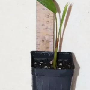 Dwarf Acai Palm Seedling 7" Tall Organic Euterpe Oleracea Para Dwarf