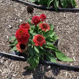 Echinacea DOUBLE SCOOP RASPBERRY - 2.5 x 3.5 Inch Starter Plant - Vibrant Coneflower