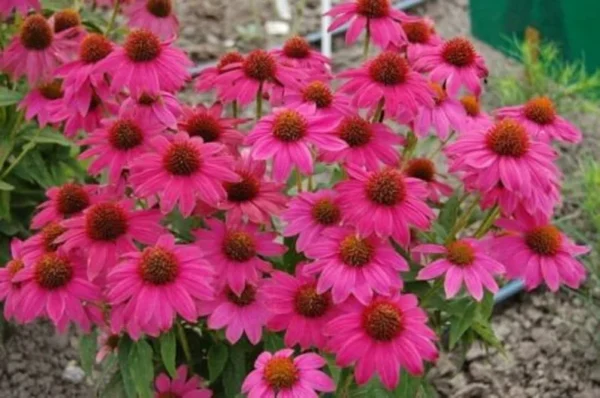 Echinacea 'Pow Wow Wild Berry' Coneflower - Starter Plant - Vibrant Pink Flowers