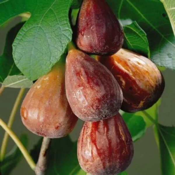 Ficus Carica Brown Turkey Fig - Starter Plant - 5-7 Inch - Deciduous Shrub