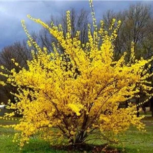 Forsythia Lynnwood Gold 2 Bare-root - Fast Growing Spring Blooms - 12-18 Inch Tall