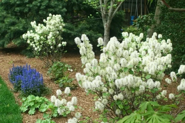 Fothergilla Mount Airy Starter Plant - 6-8 Inch - Deciduous Shrub