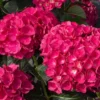 HYDRANGEA 'AKADAMA' - Flowering Shrub - 7-10 Inch - Dormant Starter Plant