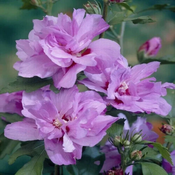 Hibiscus Syriacus 'Ardens' Starter Plant - 7-10 Inch - Lilac Blooms