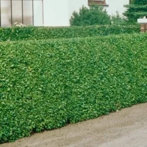 Hill's Privet 3.5-in Pot - Semi-Deciduous Privacy Hedge